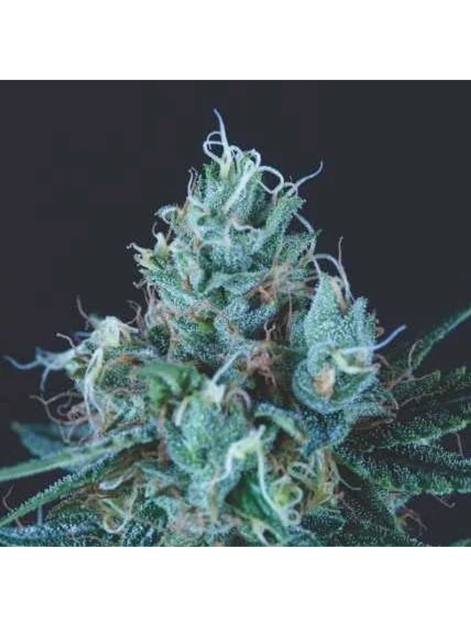 Ice Cream Fem -Pyramid Seeds (X5+2/X3+1) 1