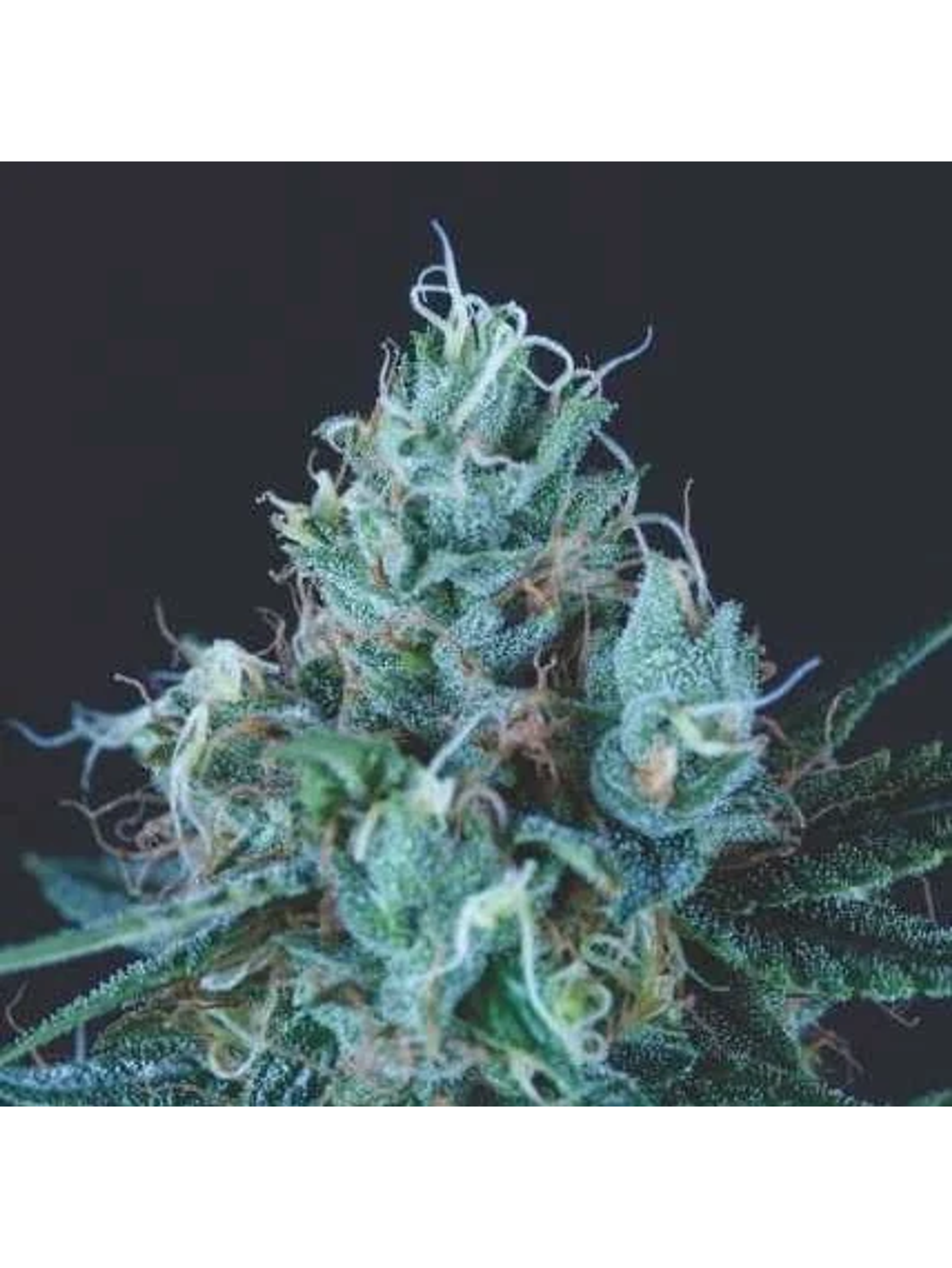 Ice Cream Fem -Pyramid Seeds (X5+2/X3+1) 1