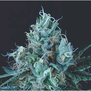 Ice Cream Fem -Pyramid Seeds (X5+2/X3+1)