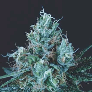 ICE CREAM FEM X5+2-PYRAMID SEEDS