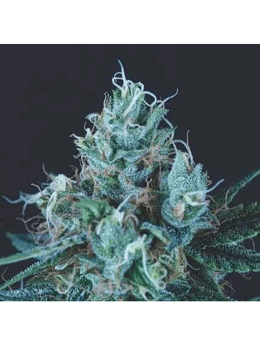 ICE CREAM FEM X5+2-PYRAMID SEEDS 1