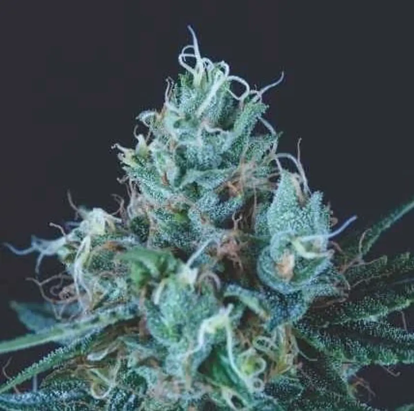 Ice Cream Fem -Pyramid Seeds (X5+2/X3+1) 1