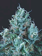 Ice Cream Fem -Pyramid Seeds (X5+2/X3+1) - Miniatura 1