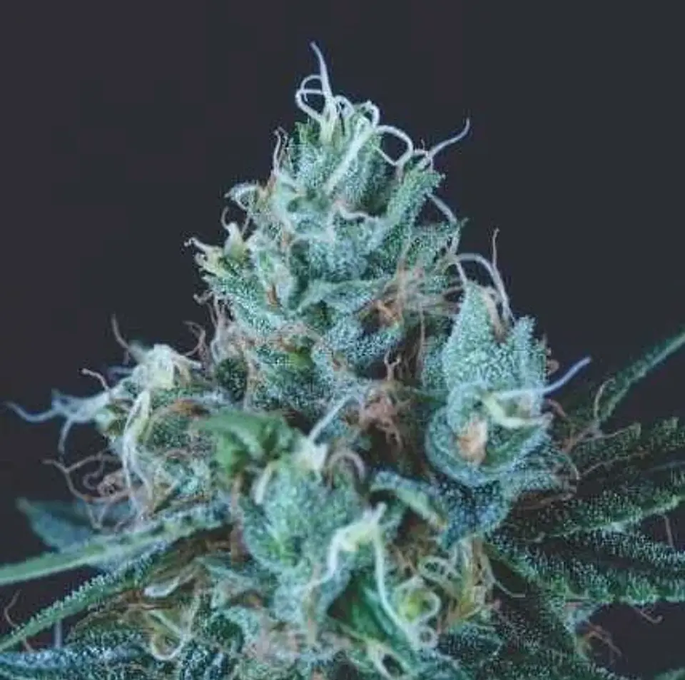 Ice Cream Fem -Pyramid Seeds (X5+2/X3+1) 1