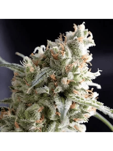 KUKULKÁN FEM 3+1-PYRAMID SEEDS 1