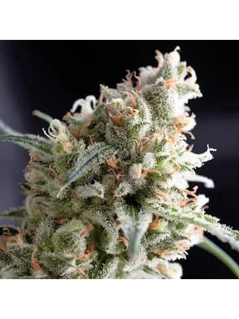 Kukulkán Fem 3+1-Pyramid Seeds 1
