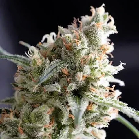 Kukulkán Fem 3+1-Pyramid Seeds