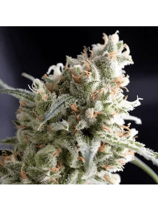 KUKULKÁN FEM 3+1-PYRAMID SEEDS 1