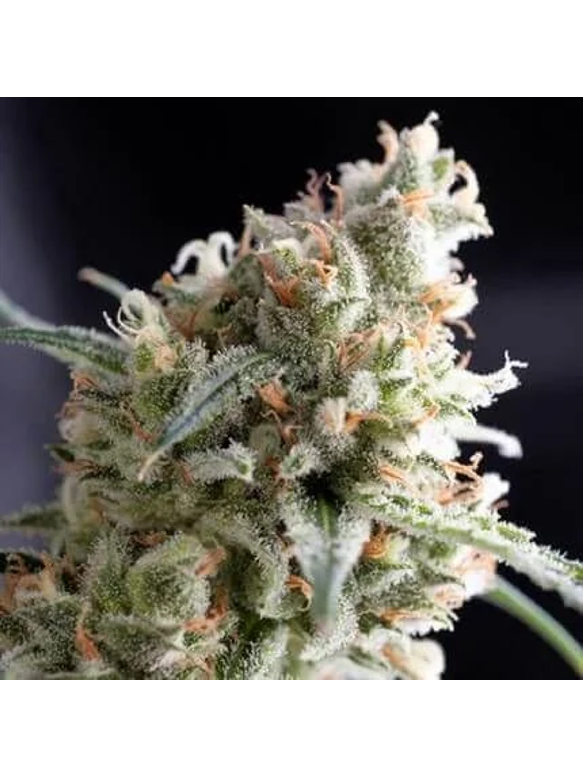 Kukulkán  Fem X5+2-Pyramid Seeds 1