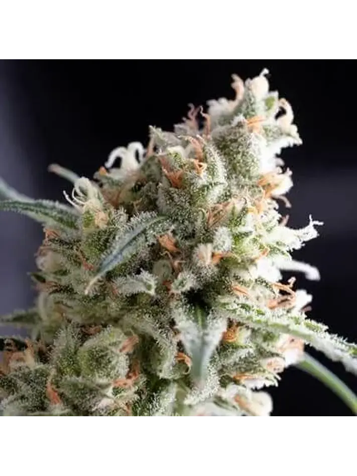 Kukulkán  Fem X5+2-Pyramid Seeds 1