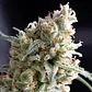 Kukulkán  Fem (X5+2/X3+1)-Pyramid Seeds - Miniatura 1