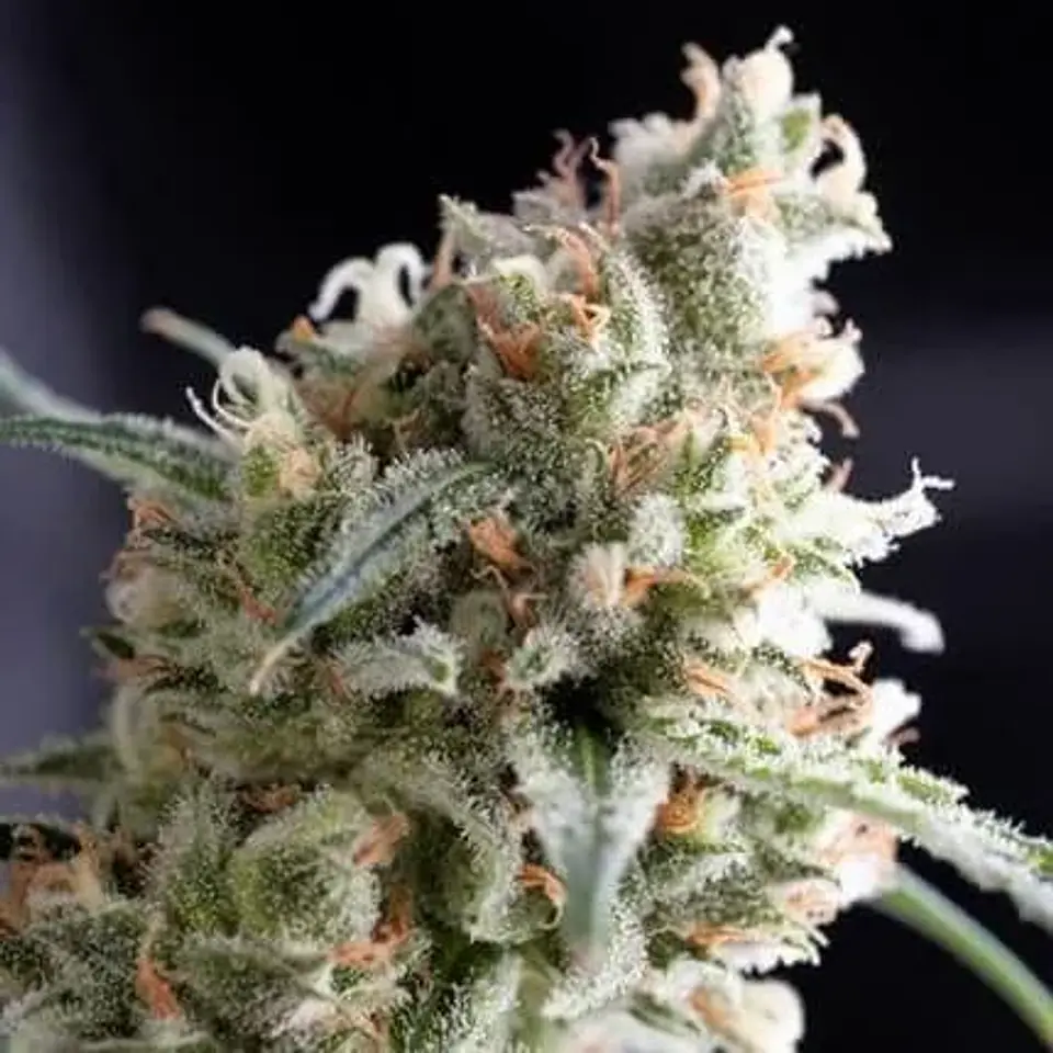 Kukulkán  Fem (X5+2/X3+1)-Pyramid Seeds 1