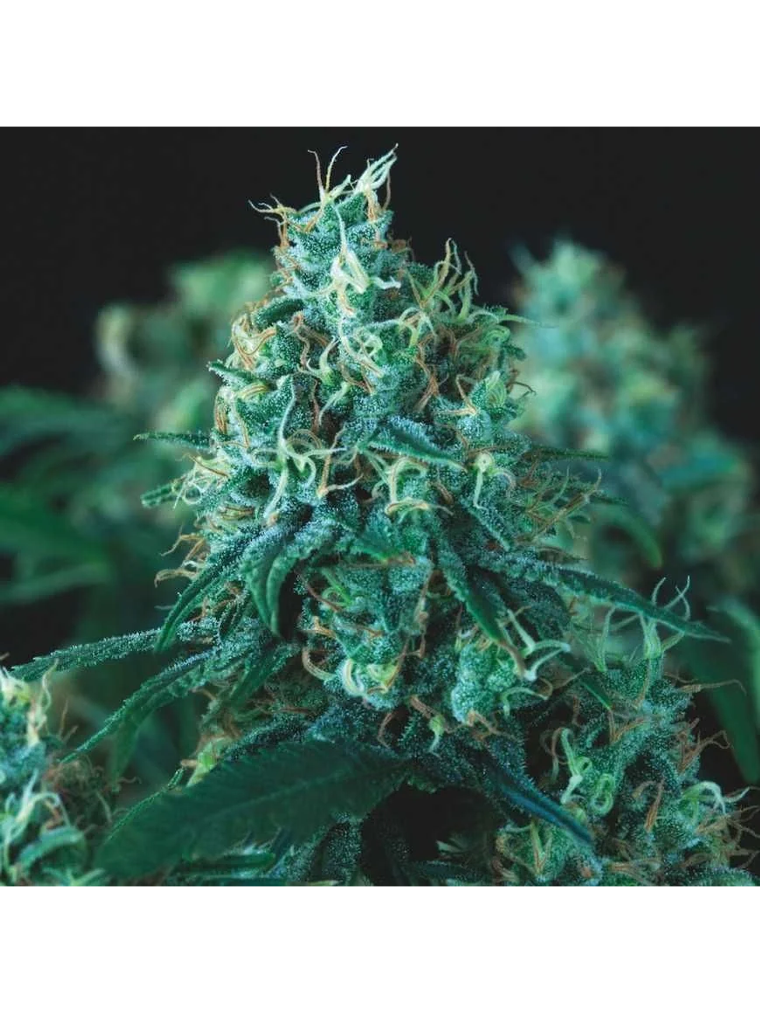 Kryptonite Fast X3+1 - Pyramid Seeds 1