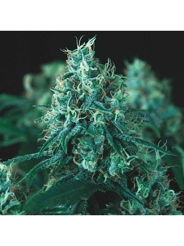 KRYPTONITE FAST X3+1 - PYRAMID SEEDS 1