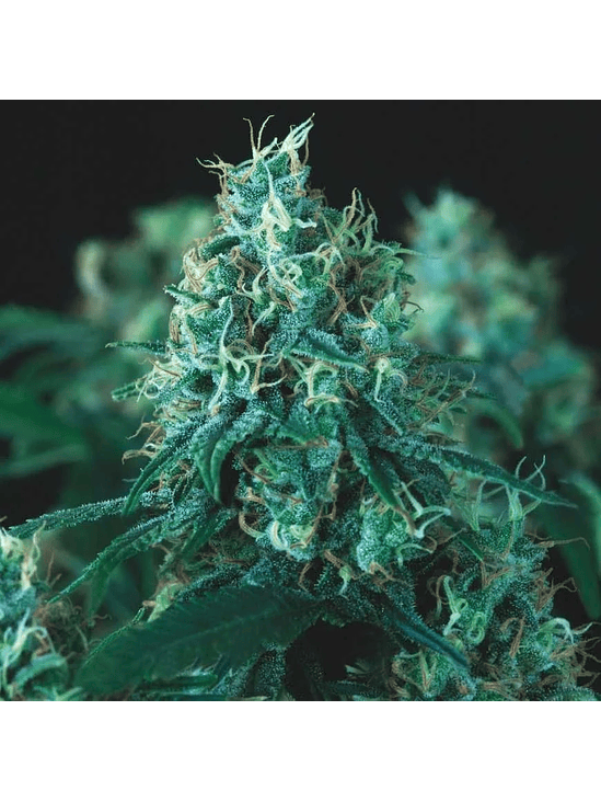 KRYPTONITE FAST X3+1 - PYRAMID SEEDS 1