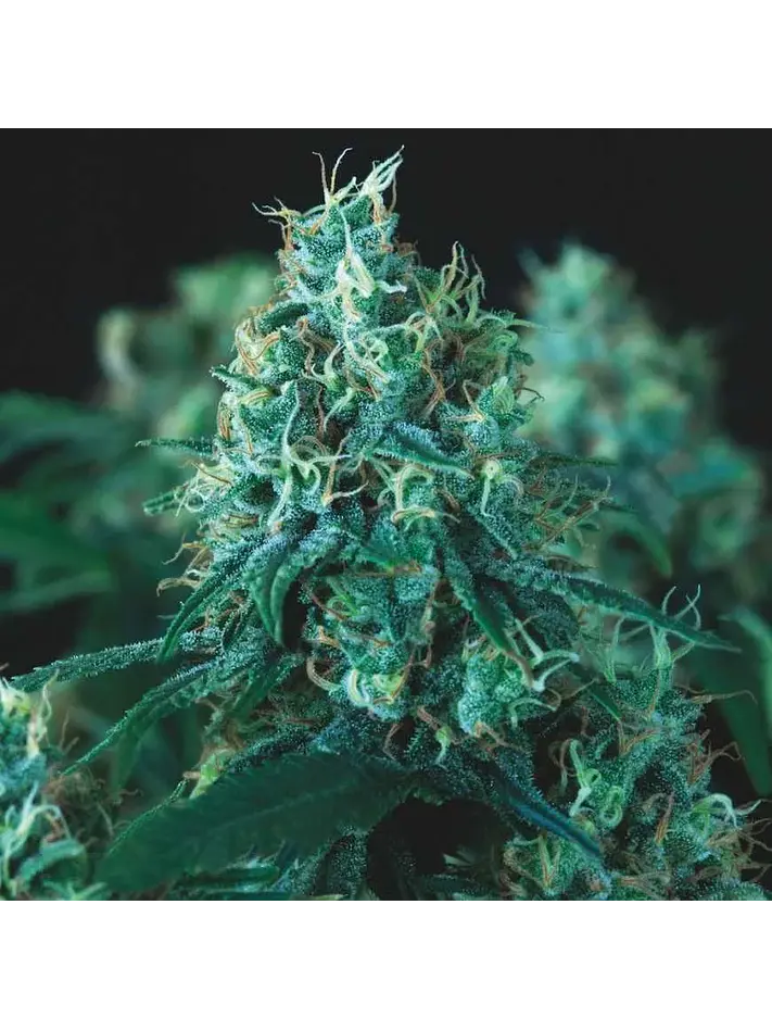 Kryptonite Fast X3+1 - Pyramid Seeds 1