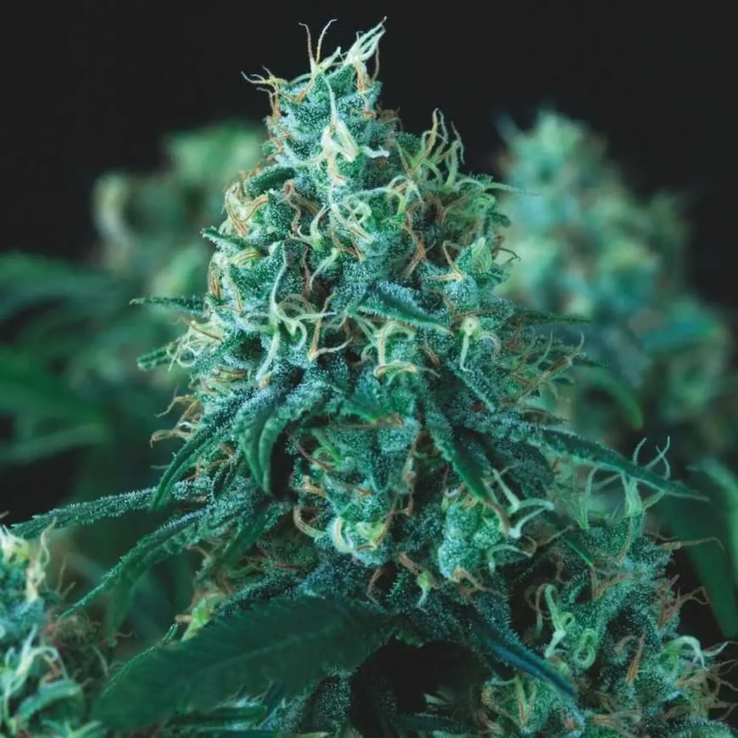 Kryptonite Fast X3+1 - Pyramid Seeds 1