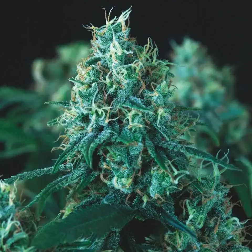 Kryptonite Fast X3+1 - Pyramid Seeds 1