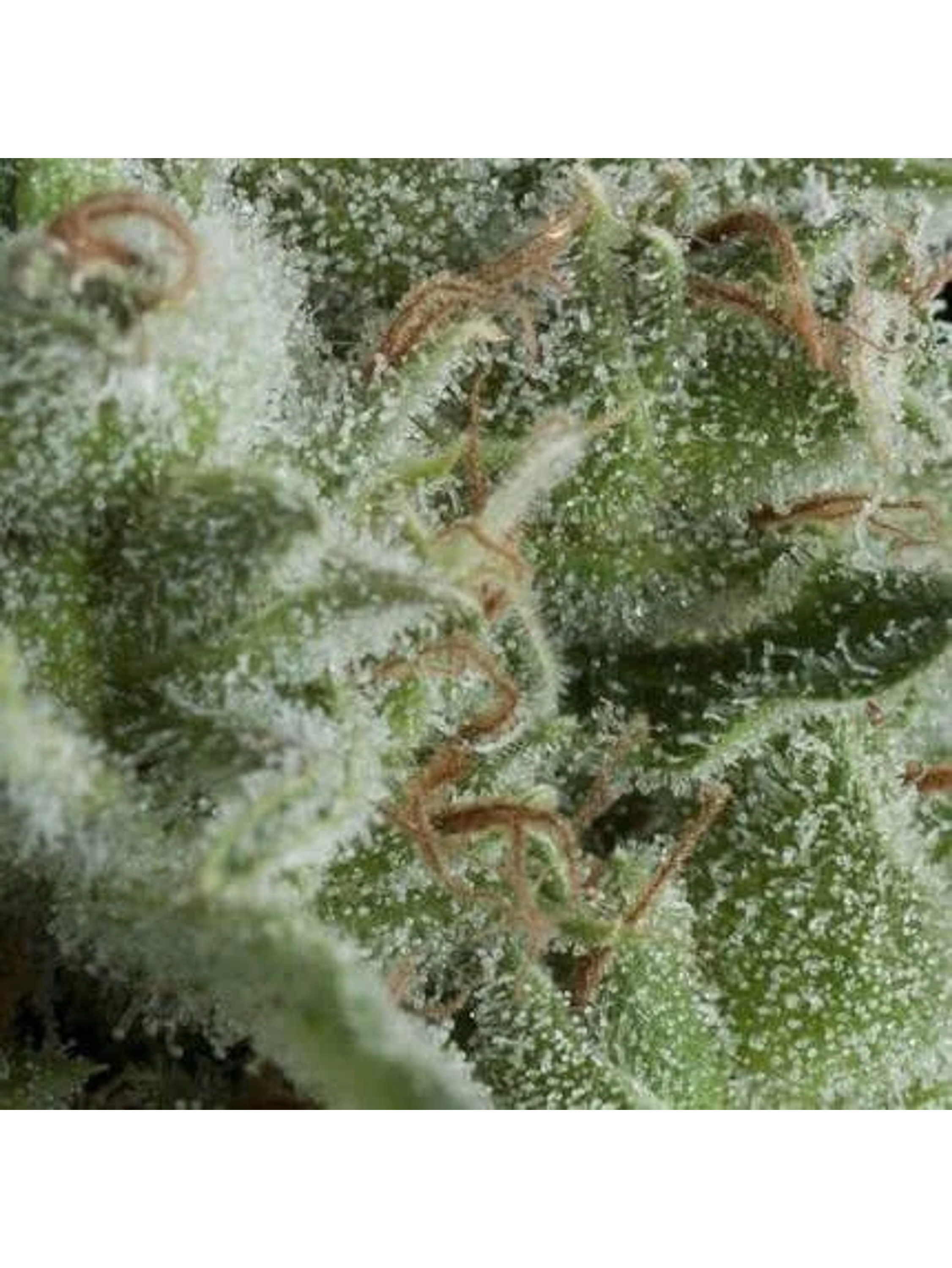 Kryptonite Auto -Pyramid Seeds (X50/X5+2/X3+1/X1) 1