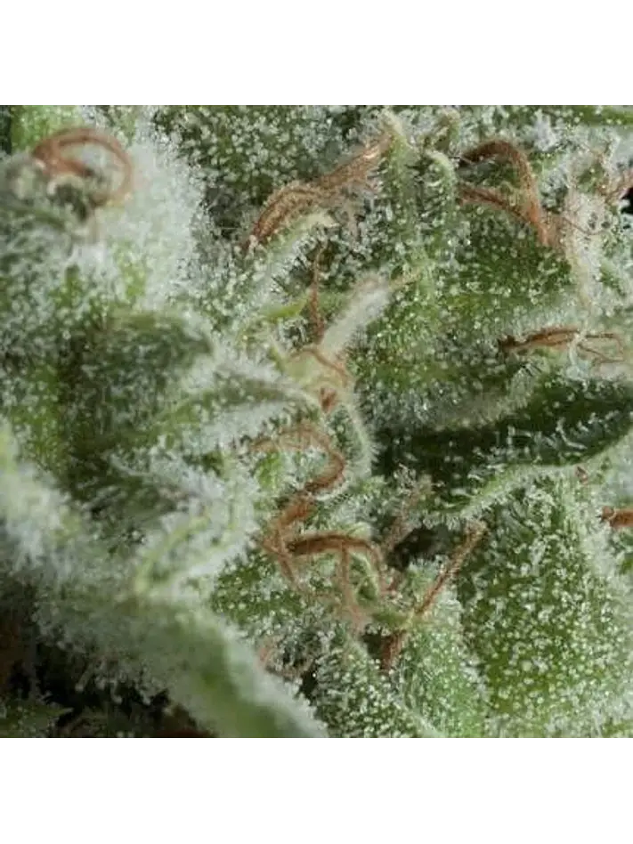 Kryptonite Auto -Pyramid Seeds (X50/X5+2/X3+1/X1) 1