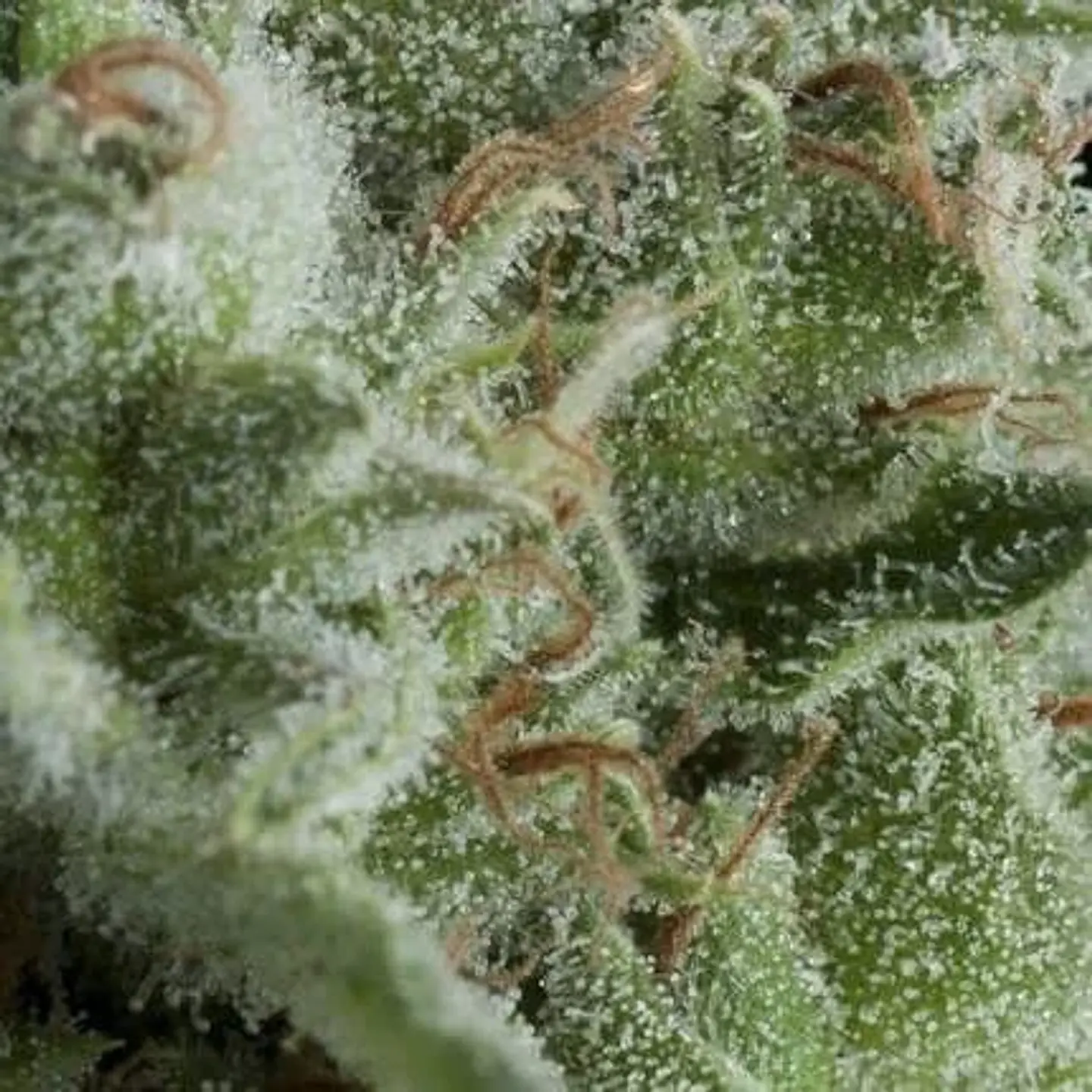 Kryptonite Auto -Pyramid Seeds (X50/X5+2/X3+1/X1) 1