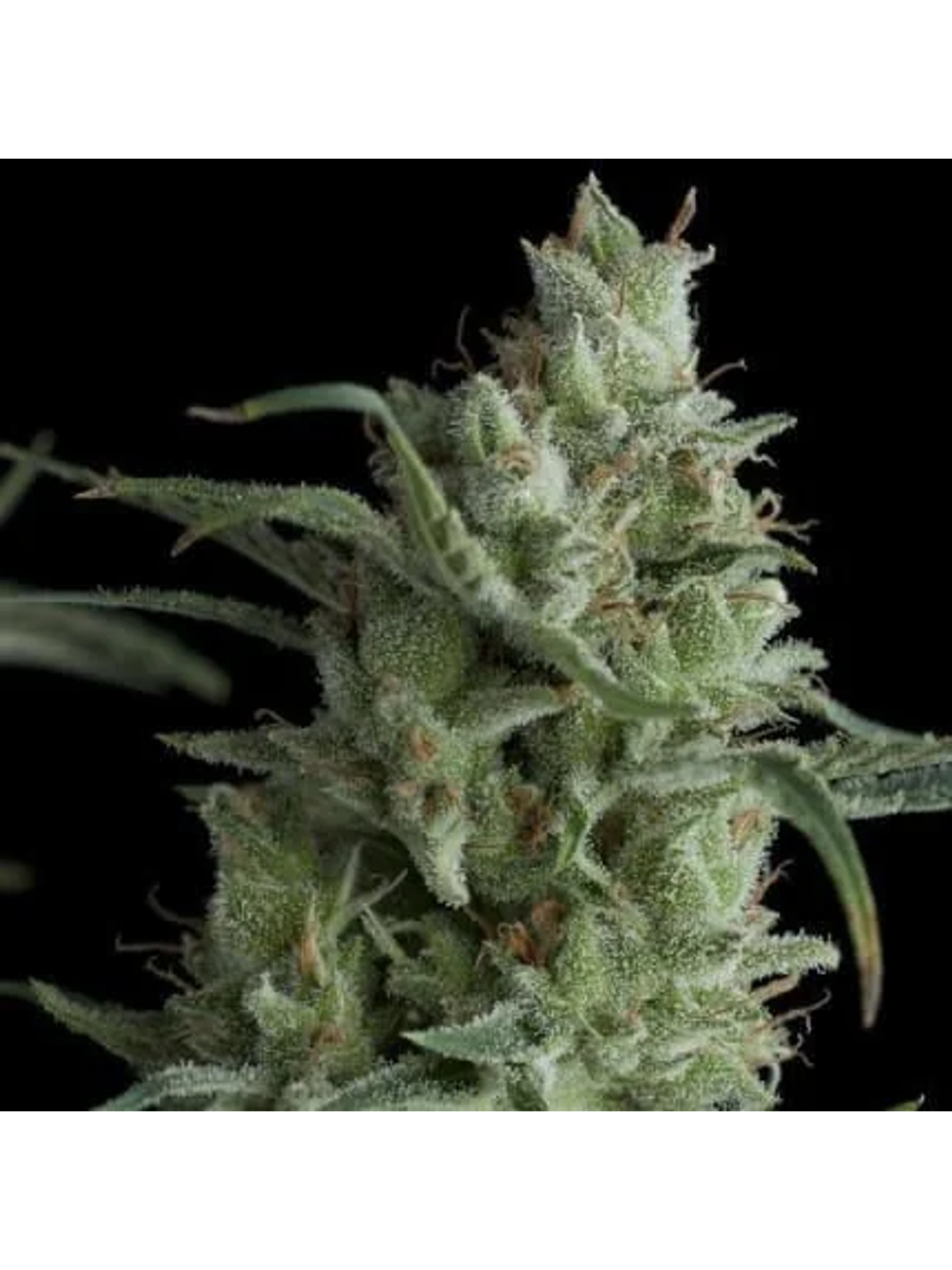 Kryptonite Fem -Pyramid Seeds (X3/X5+2/X3+1) 2