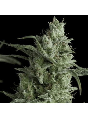 KRYPTONITE  FEM X5+2-PYRAMID SEEDS 1