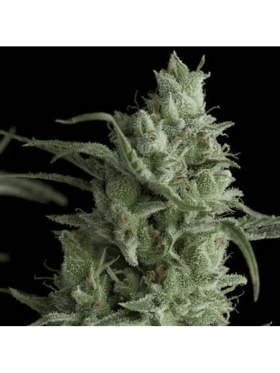 KRYPTONITE  FEM X5+2-PYRAMID SEEDS 1