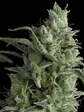 Kryptonite  Fem X5+2-Pyramid Seeds - Miniatura 1