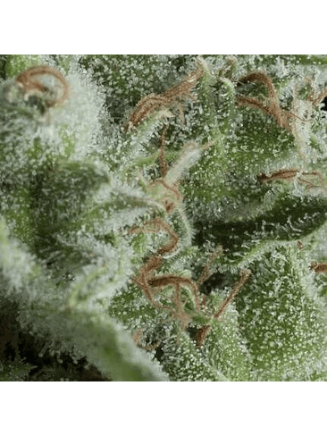 KRYPTONITE AUTO X1- PYRAMID SEEDS 1