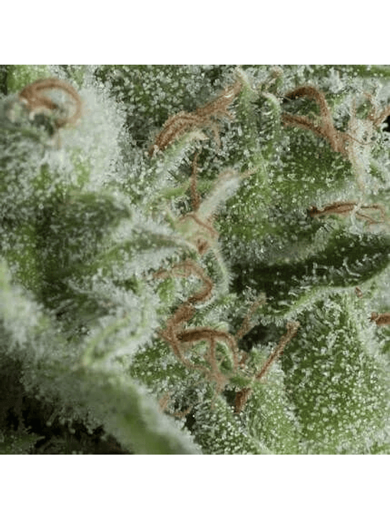 KRYPTONITE AUTO X1- PYRAMID SEEDS 1