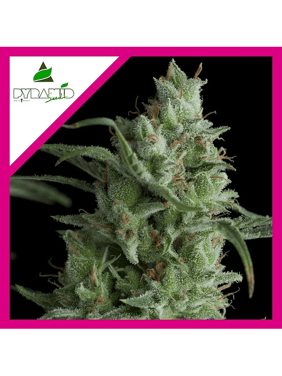 KRYPTONITE FEM X3-PYRAMID SEEDS 1