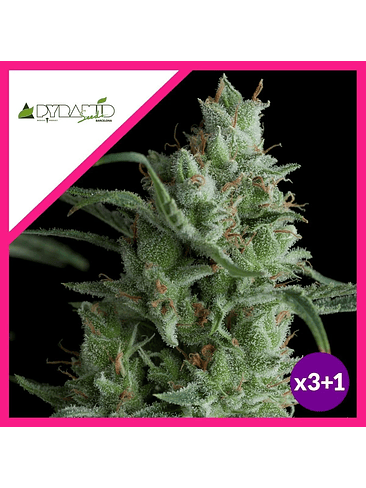 KRYPTONITE  FEM X3+1-PYRAMID SEEDS 1