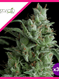Kryptonite  Fem X3+1-Pyramid Seeds - Miniatura 1