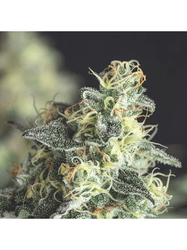 LEMON LARRY OG FEM X3+1-PYRAMID SEEDS 1