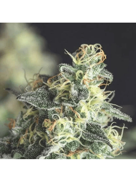 LEMON LARRY OG FEM X3+1-PYRAMID SEEDS 1