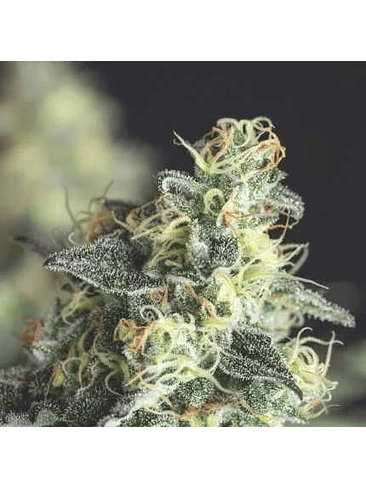 LEMON LARRY OG FEM X5+2-PYRAMID SEEDS 1