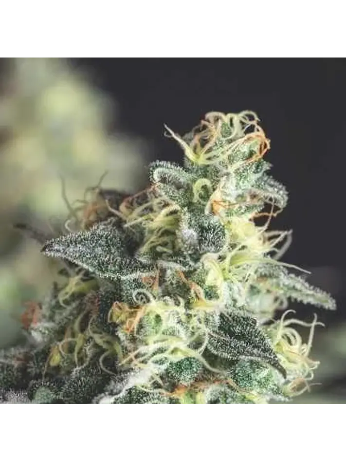 Lemon Larry Og Fem -Pyramid Seeds (X5+2/X3+1) 1