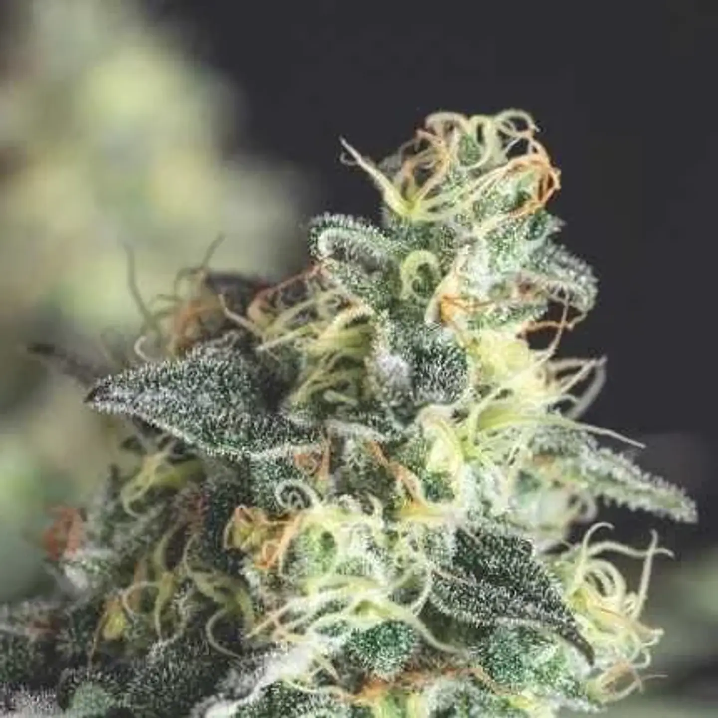 Lemon Larry Og Fem -Pyramid Seeds (X5+2/X3+1) 1