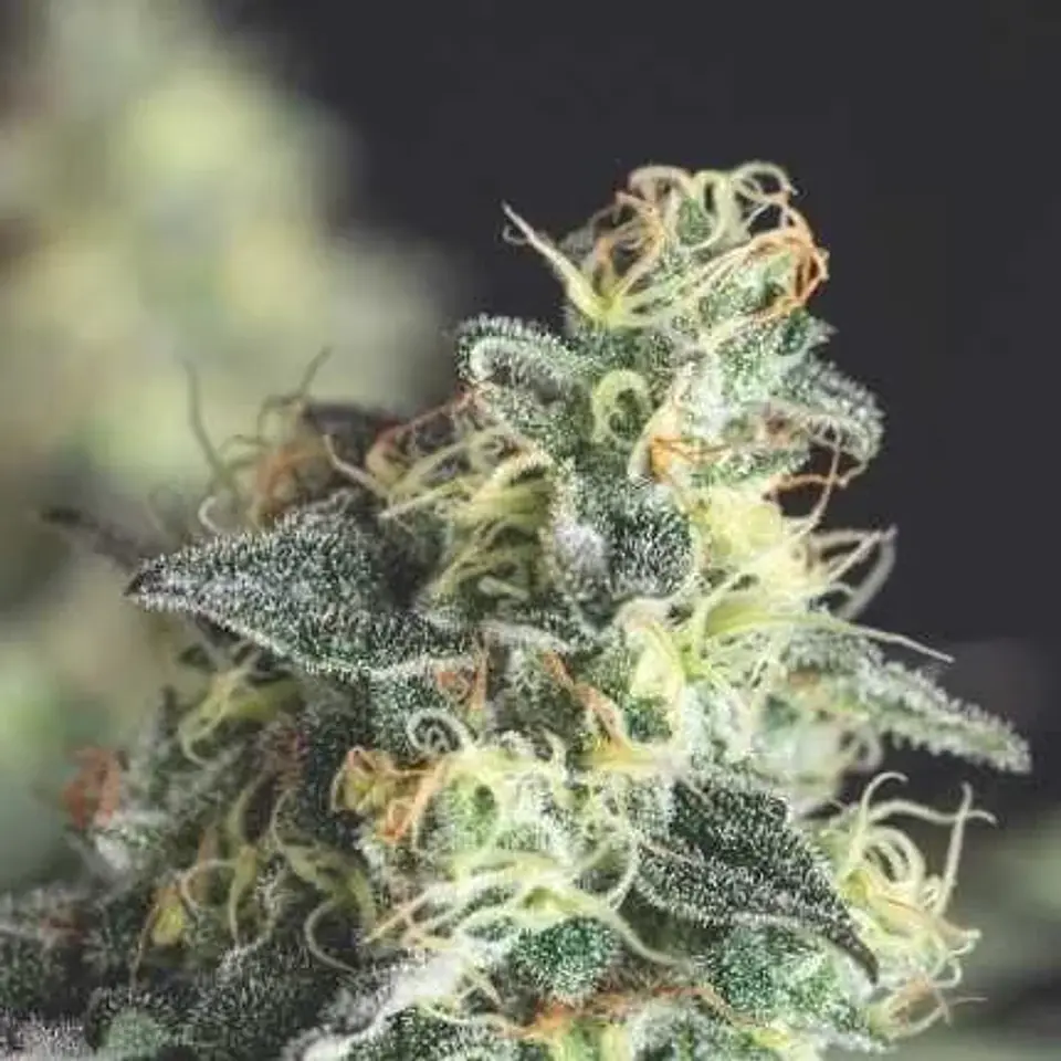 Lemon Larry Og Fem -Pyramid Seeds (X5+2/X3+1) 1