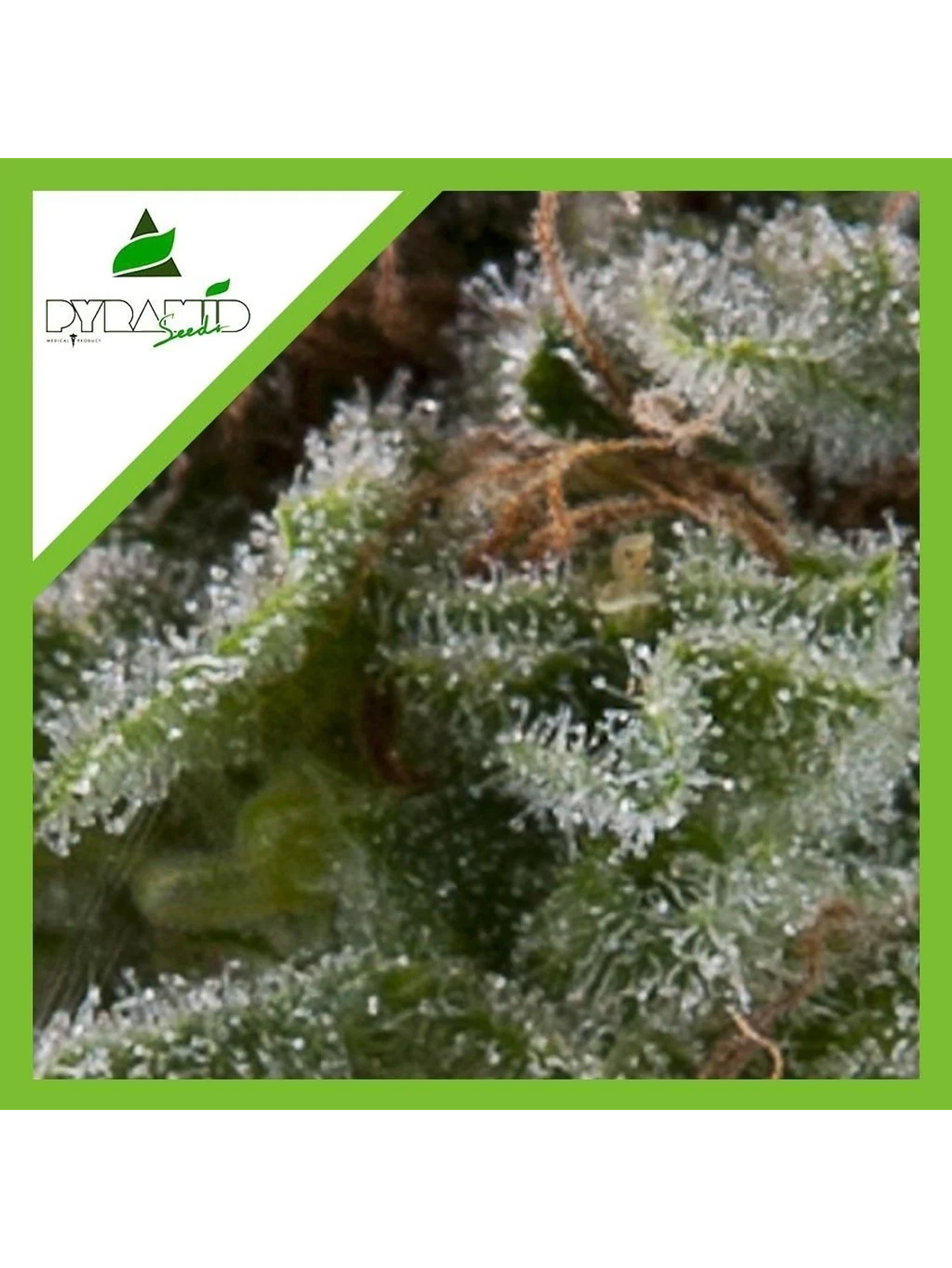 Lennon Auto X1-Pyramid Seeds 1