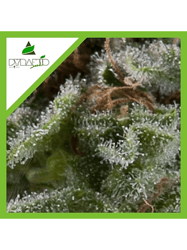 LENNON AUTO X1-PYRAMID SEEDS 1