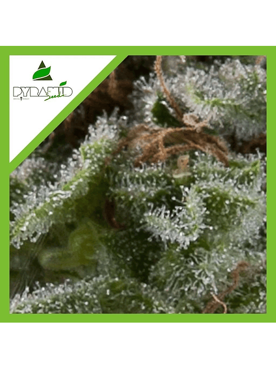 LENNON AUTO X1-PYRAMID SEEDS 1