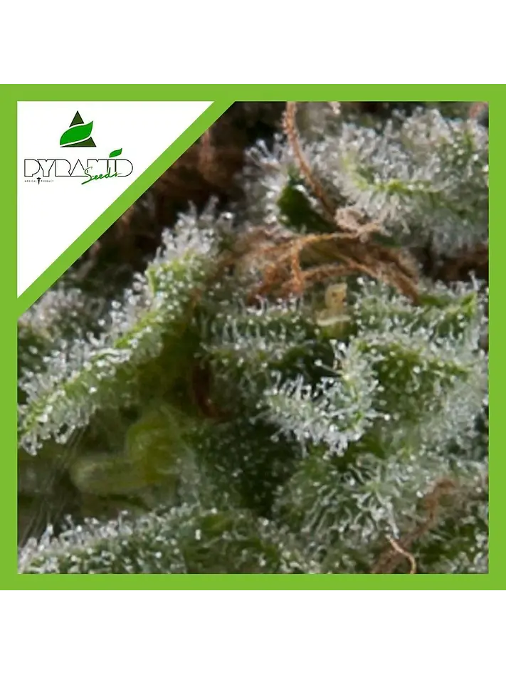 Lennon Auto X1-Pyramid Seeds 1