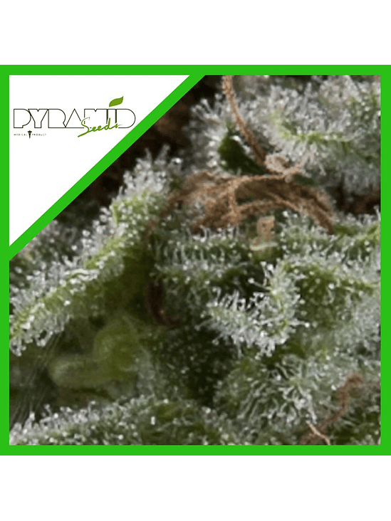 LENNON AUTO X3+1-PYRAMID SEEDS 1