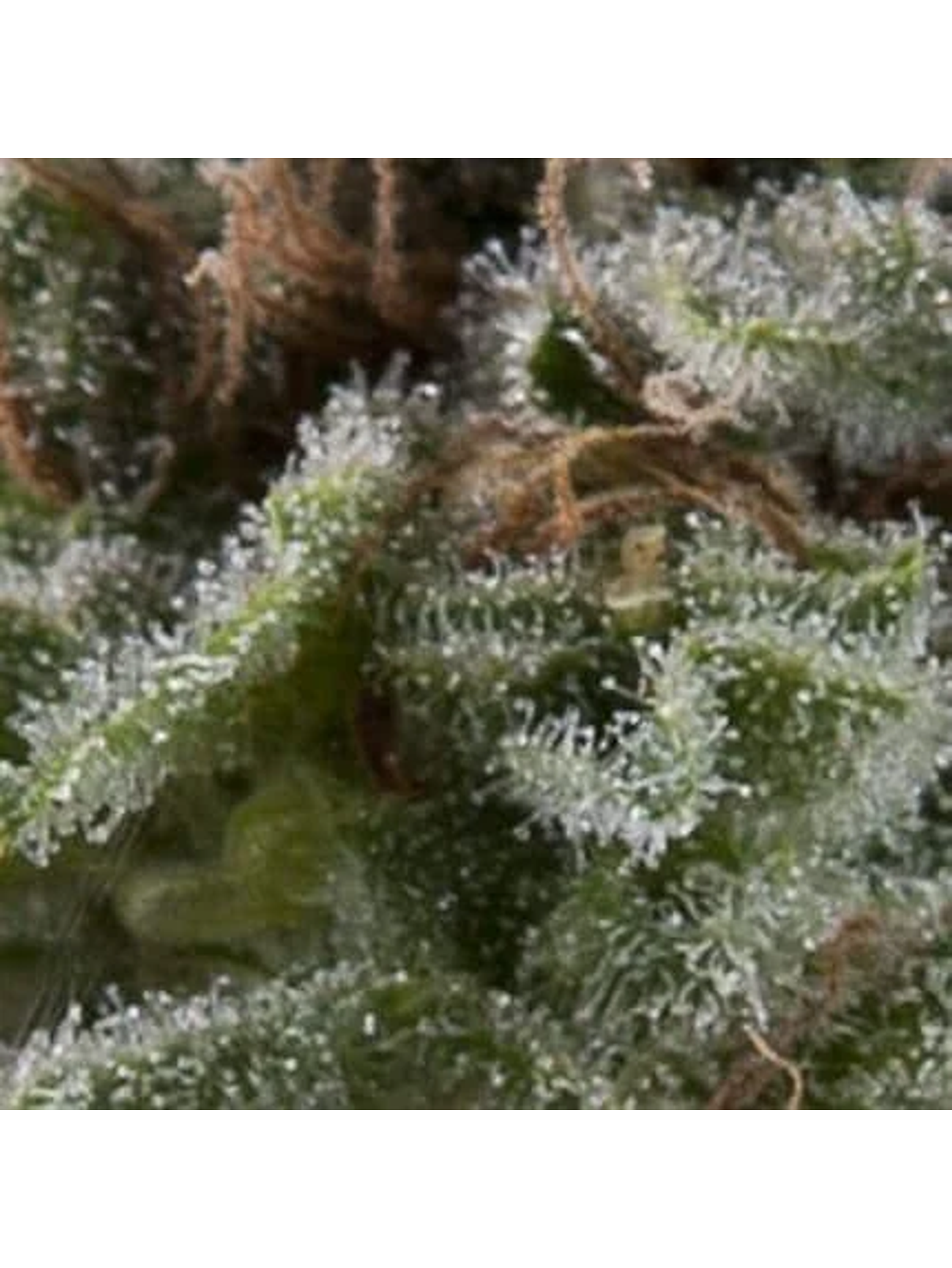 Lennon Auto -Pyramid Seeds (X5+2/X3+1/X1) 1