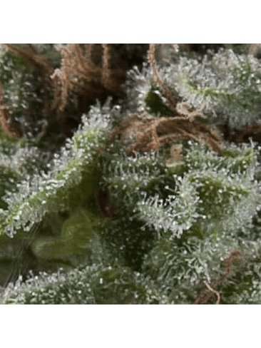 LENNON AUTO X5+2 -PYRAMID SEEDS 1