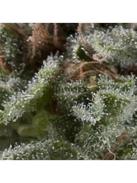 Lennon Auto -Pyramid Seeds (X5+2/X3+1/X1) 1