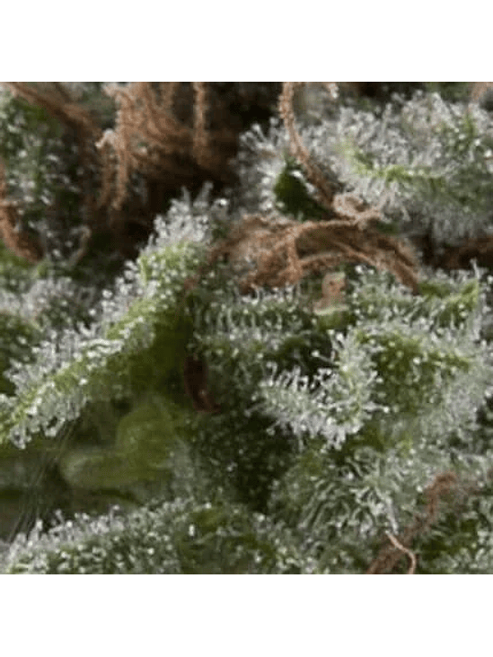 LENNON AUTO X5+2 -PYRAMID SEEDS 1