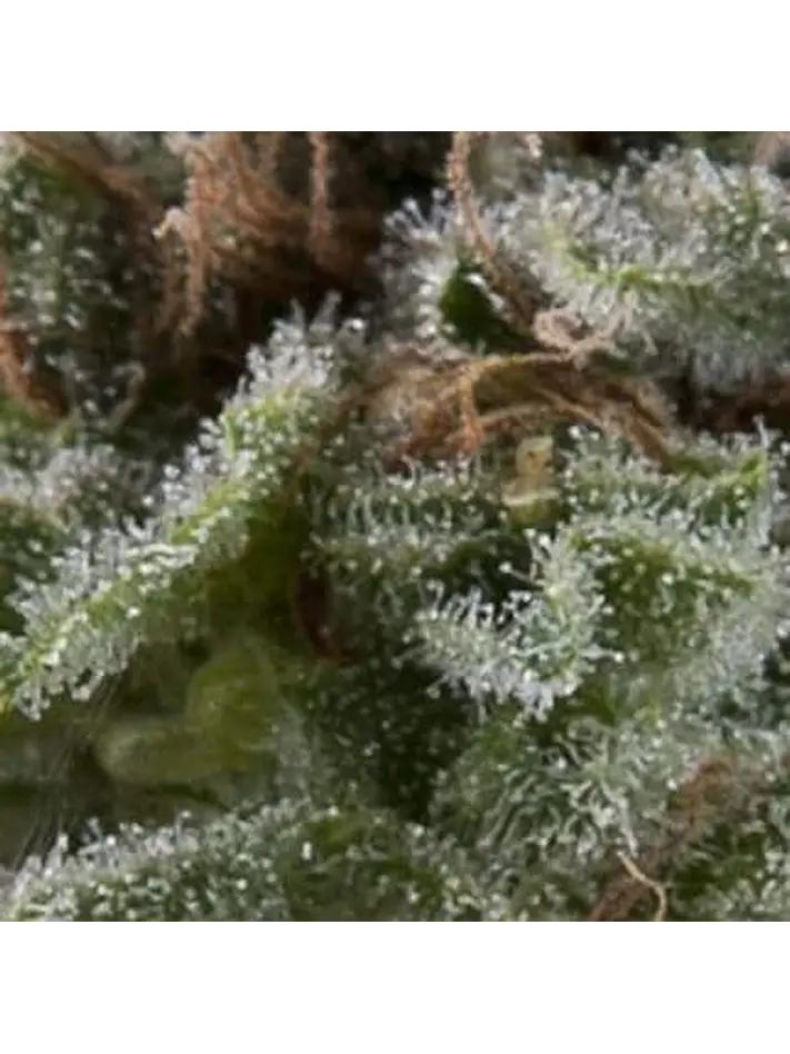 Lennon Auto -Pyramid Seeds (X5+2/X3+1/X1) 1